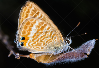 蝴蝶,自然,野生动物,水平画幅,小的,无人,mariposa grove,特写,明亮,黑色背景