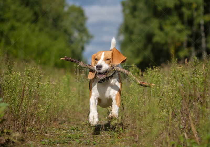 进行中,狗,比格犬,棍,褐色,toy terrier,水平画幅,梗犬,户外,猎犬