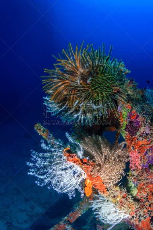 水下,色彩鲜艳,平衡折角灯,feather star,海百合类,沉船潜水,诗巴丹岛,软珊瑚,硬珊瑚