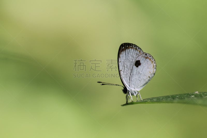 蝴蝶,红珠凤蝶,白蝴蝶,昆虫群,选择对焦,水平画幅,提举,泥土,动物身体部位,户外