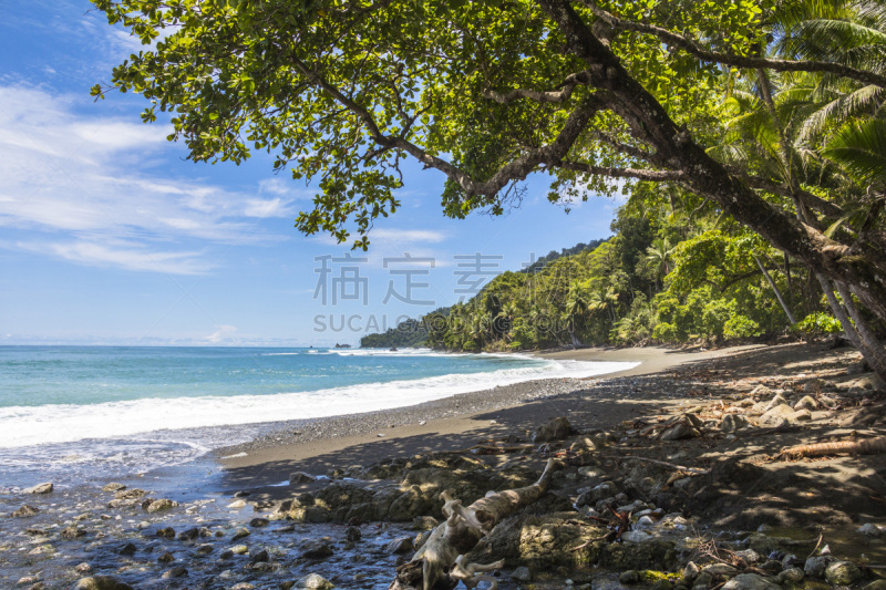 热带雨林,哥斯达黎加,海滩,水平画幅,沙子,无人,太平洋海岸,野外动物,大海鲢