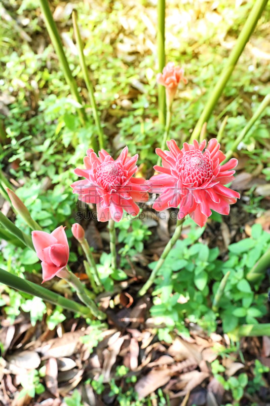 torch ginger,红色,热带的花,自然,垂直画幅,美,无人,spa美容,生物学,生姜