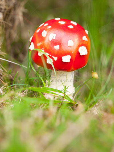 草,有毒生物体,蘑菇,红色,森林,垂直画幅,户外,生物学,斑驳的,特写