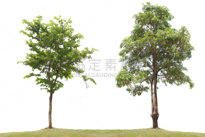 分离着色,小路,雨豆树,水平画幅,无人,巨大的,热带雨林,夏天,泰国,雨林