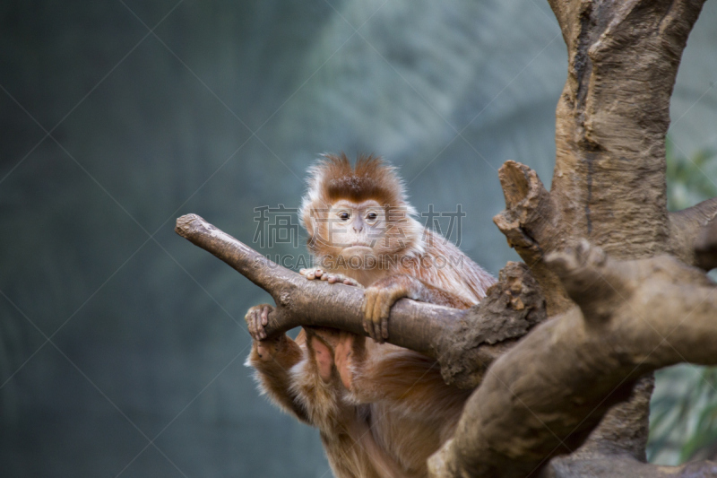 ebony langur,枝繁叶茂,野外动物,异国情调,围栏,特有物种,哺乳纲,叶猴,热带气候,灰发