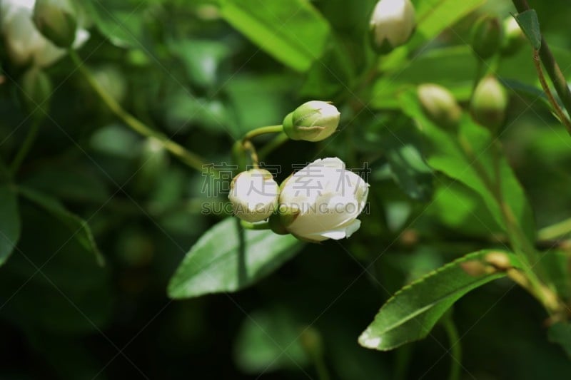 拨克西木属,白色,玫瑰,美,水平画幅,夏天,户外,光,特写,充满的