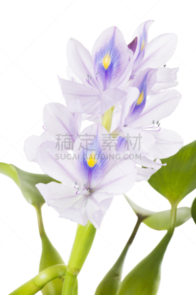 凤眼莲,分离着色,鹭管鱼,仅一朵花,浮萍,垂直画幅,水生植物,无人,夏天,特写