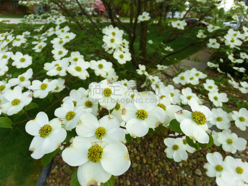 花头,山茱萸,自然美,自然,白色,春天,水平画幅,无人,摄影,花