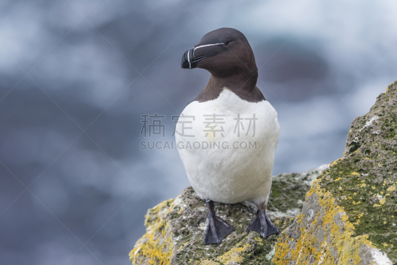 拉特拉尔角,冰岛国,刀嘴海雀,悬崖,西,峡湾,水平画幅,鸟类,大西洋,在边上