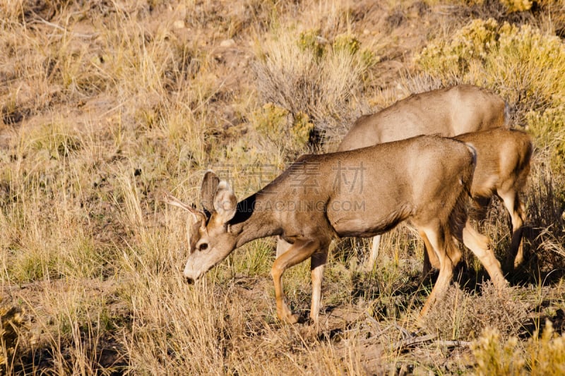 鹿,alamosa county,自然,褐色,洛矶山脉,野生动物,美国,水平画幅