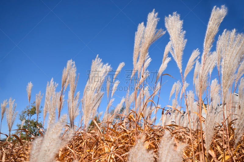 潘帕斯大草原,芒草,公园,水平画幅,无人,九月,偏远的,户外,草,白色