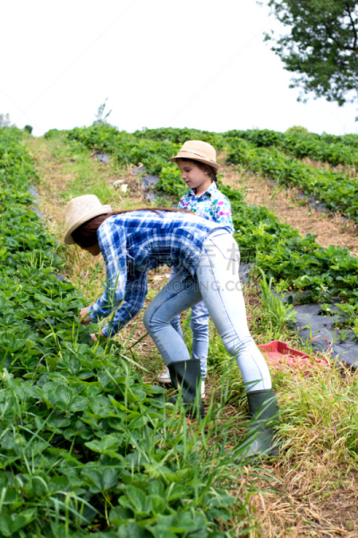 草莓地,母女,耙,园艺师,农学家,耕地,垂直画幅,泥土,草坪,夏天