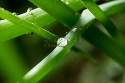 草,绿色,露水,水滴,湿,草地保龄球,纯净,清新,热带气候,植物