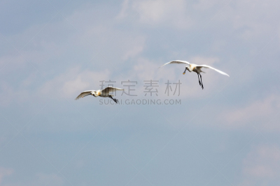 白琵鹭,水,天空,水平画幅,欧亚大陆,鸟类,动物身体部位,野外动物,时间,户外