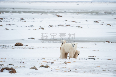 熊,幼兽,南极洲,女人,北极熊,水平画幅,雪,爪子,动物身体部位,野外动物