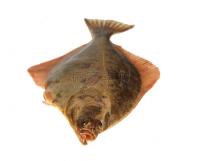 鲽,鱼类,巨大的,自然,褐色,水平画幅,斑点,湿,生食,海产