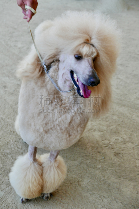 贵宾犬,训服,遛狗师,纯种犬,宠物项圈,受过训练的狗,狗,个人卫生用品,与众不同