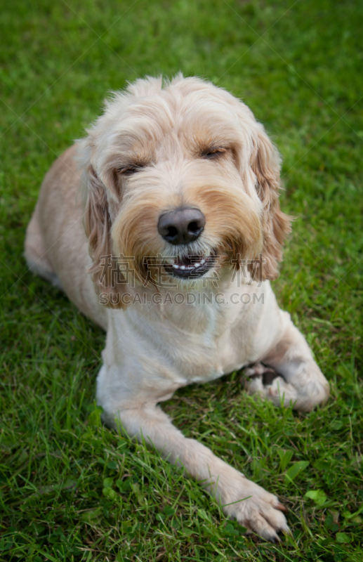 幸福,狗,可卡贵宾狗,英国小猎犬,贵宾犬,垂直画幅,褐色,纯种犬,斯班尼犬,夏天