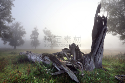 小树林,死木镇,橡树,汤姆·索亚,自然,灵性,香肠,水平画幅,秋天,无人