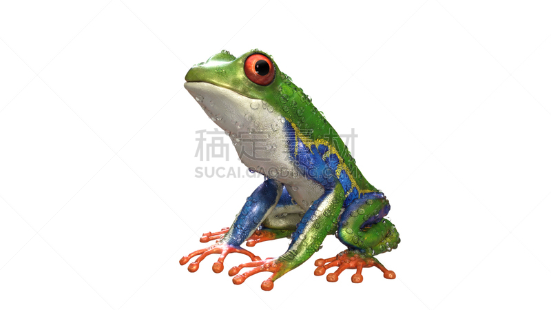 红色,亚马逊河树蛙,绘画插图,动物身体部位,野外动物,人的眼睛,白色,雨,热带气候,大特写