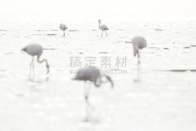 湿地,沃尔维斯湾,火烈鸟,水平画幅,鸟类,大西洋,户外,滨水,白色,大火烈鸟