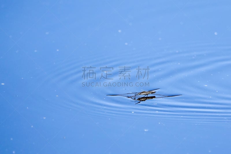 水,表面张力,水黾,留白,水平画幅,夏天,湖,特写,斯堪的纳维亚半岛,希腊