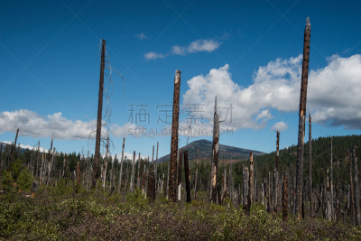 火,植物群,居住区,三田山口,森林火灾,卡斯基德山脉,天空,水平画幅,无人,重新造林