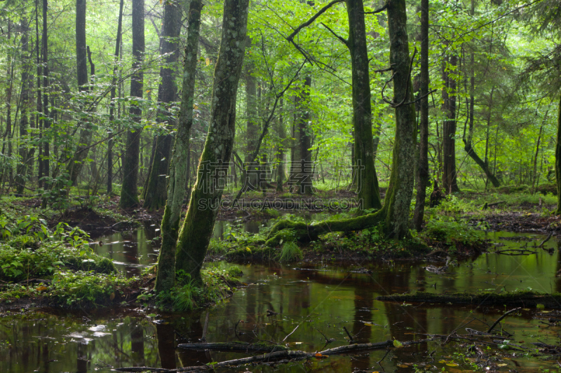 湿,夏天,落叶树,Bialowieza Forest,比阿洛维察,水灾,水平画幅,枝繁叶茂,日出,进入