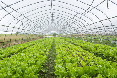 塑胶,温室,lettuce field,新的,水平画幅,素食,无人,巨大的,泥土,生食