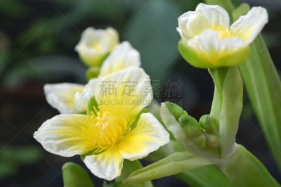 黄色,信笺针,自然,美,水生植物,水平画幅,绿色,雄蕊,无人,萼片