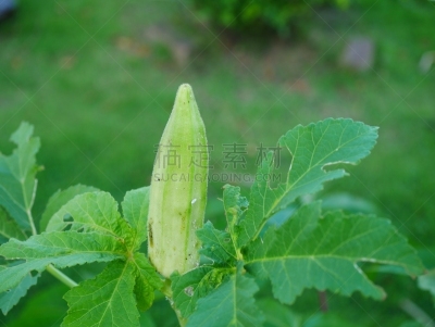 叶子,蚜虫,绿色,特写,农业,蔬菜,清新,比例,棉,泰国