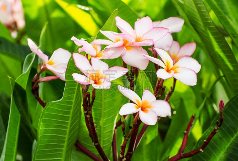 赤素馨花,马斯克林群岛,自然,水平画幅,无人,枝,植物学,花头,开花时间间隔,花