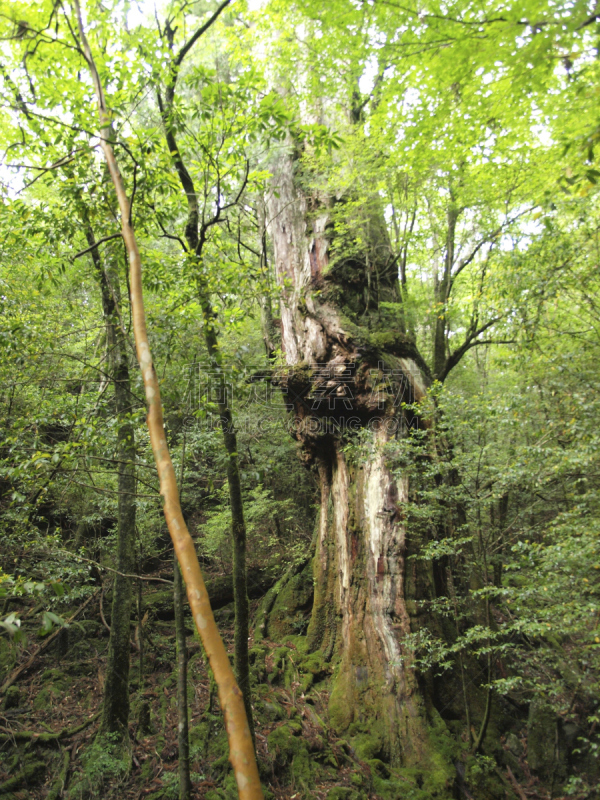 屋久岛,鹿儿岛县,日本,森林,自然,垂直画幅,公主,苔藓,旅行者,绳文杉