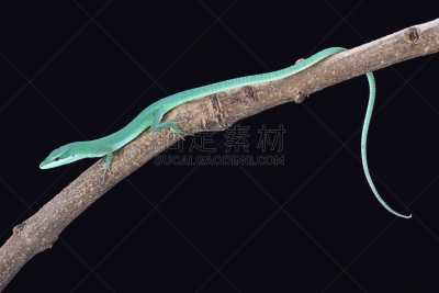 蜥蜴,草,水平画幅,绿色,日本,肖像,背景分离,石垣岛,一只动物,龙