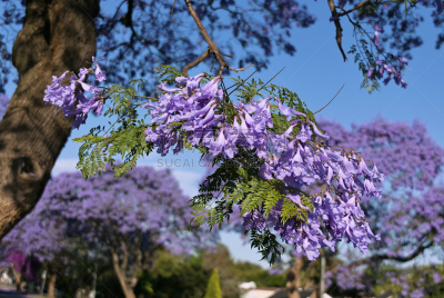 紫薇科树,花朵,特写,春天,天空,水平画幅,无人,约翰内斯堡,自然美,城镇