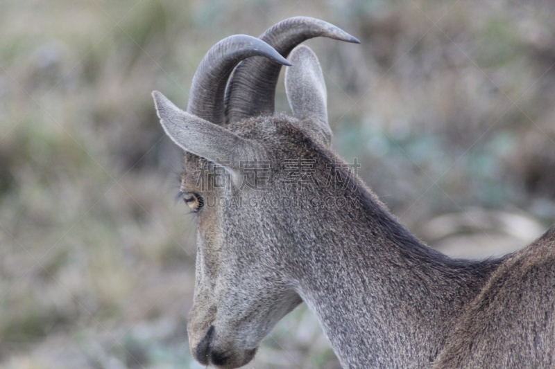 nilgiri tahr,野山羊,野生山羊,威尔士山绵羊,塔尔羊,洗澡梯,大角羊,水平画幅,动物身体部位,野外动物
