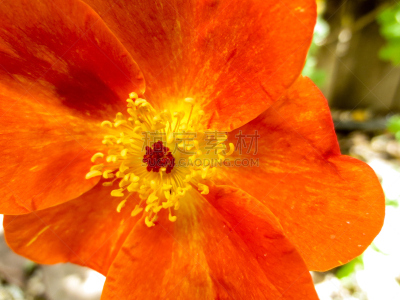 特写,花头,橙色,野玫瑰,平衡折角灯,心皮,水平画幅,无人,玫瑰,户外