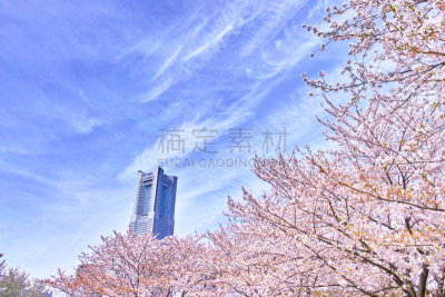 樱桃树,摩天大楼,建筑外部,横滨地标大厦,横滨高速铁路,吉野樱花,横滨,四季,水平画幅,樱花