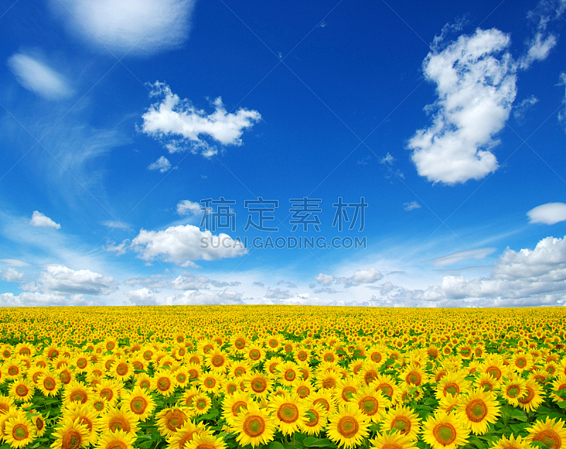 向日葵,自然,天堂,水平画幅,无人,蓝色,夏天,黄色,种子,农场