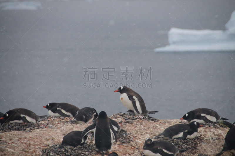 库佛维尔岛,南极洲,巴布亚企鹅,可爱的,野生动物,雪,动物,鸟类,鹅卵石,背景