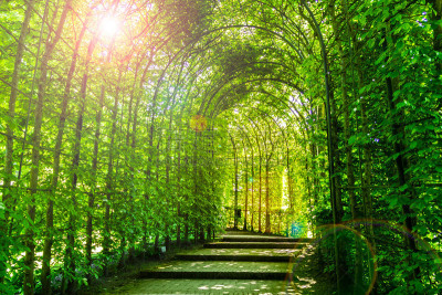 隧道,园林,环境,英国,英格兰,植物,背景,户外,地名,欧洲