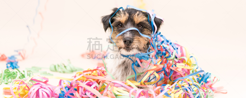 狗,杰克拉瑟短腿犬,机敏,可爱的,法定假日,伪饰,背景分离,无忧无虑,周年纪念卡