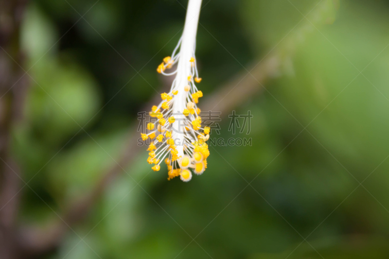 木槿属,黄色,花粉,绿色,花柱头,自然,水平画幅,雄蕊,无人,夏天