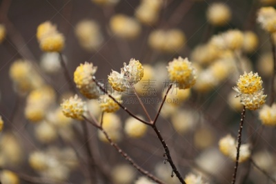 春天,东方人,冰川百合,自然,美,水平画幅,无人,日本,户外,野生植物