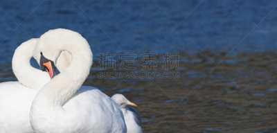爱的,长颈族,自然,水,野生动物,水平画幅,形状,符号,全景,鸟类