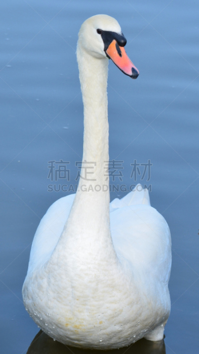 疣鼻天鹅,垂直画幅,水,宁静,颈,蓝色,鸟类,天鹅,巨大的,长的