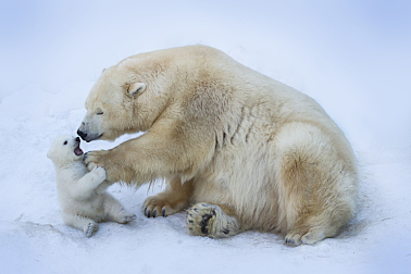 北极熊,母亲,幼兽,白克默多熊,小熊,婴儿式,冻原,加拿大沿海省,北爱尔兰,两极气候