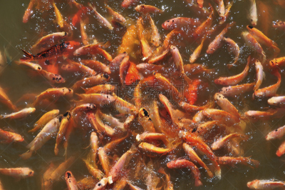 罗非鱼,尼罗河,水,水平画幅,生食,海产,动物身体部位,户外,红色,动物群