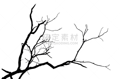枝,分离着色,水平画幅,形状,夜晚,图像,树林,白色,植物,冬天