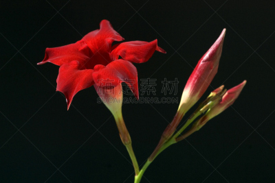 粉红色,里约热内卢,红蝉花,红色,水平画幅,无人,花序,花坛,户外,花头
